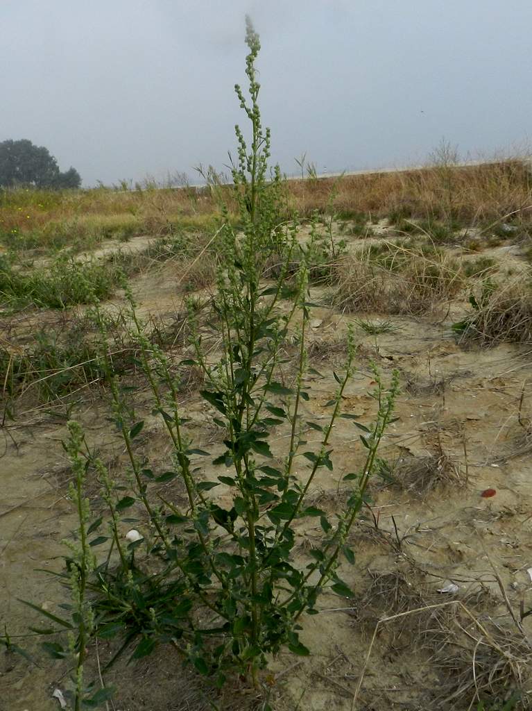 Chenopodium album / Farinello comune